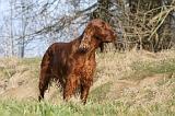 SETTER IRLANDAIS 197